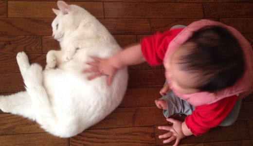 最近の娘とれーさん