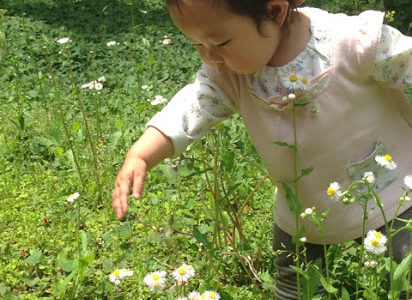 タンポポの綿帽子