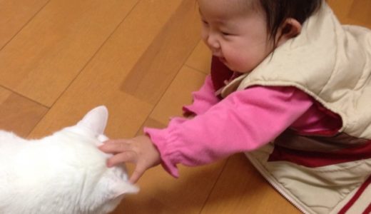 白猫のれもん登場！