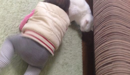 れーさんと追いかけっこ