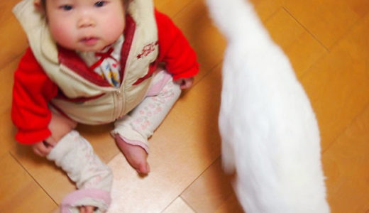 猫と子供を一緒に取るのは難しい・・