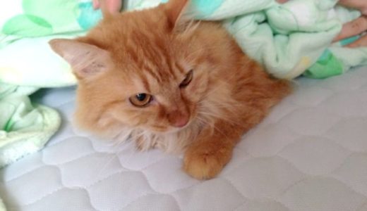 お友達のお家に遊びに行ってきた！