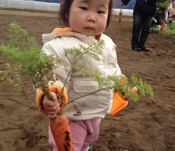 にんじん掘り
