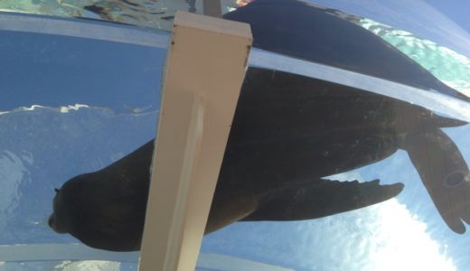 水族館にやってきた！