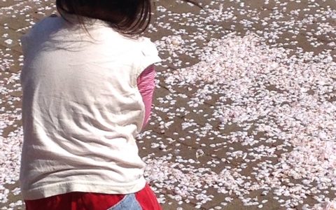 さくらのはなびら