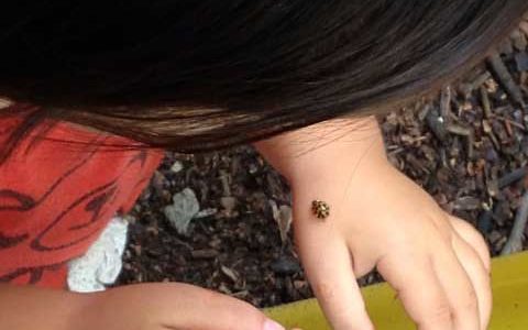 てんとう虫さん