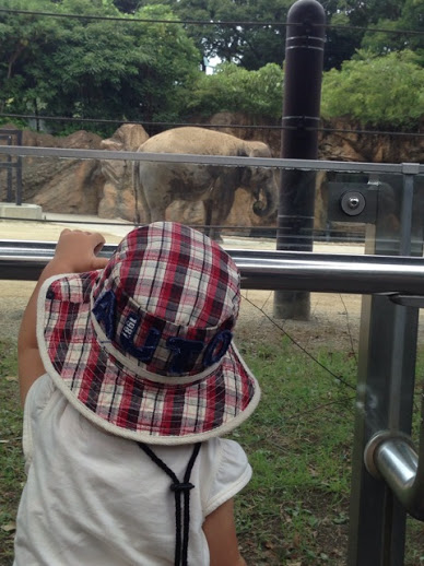 ぞうさんを見る娘