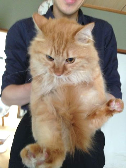 猫ちゃんの写真