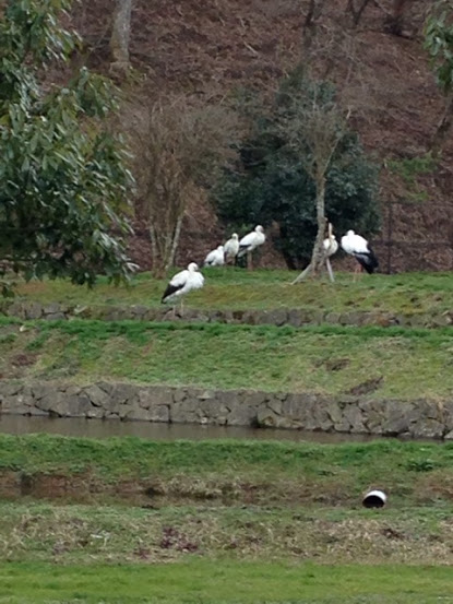 コウノトリの写真