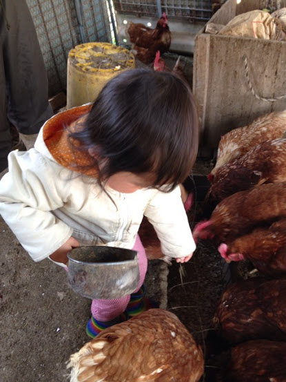 ニワトリに餌をあげる娘の写真